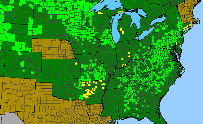 The range of Zizia aptera